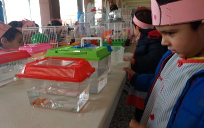 San Antón en el colegio