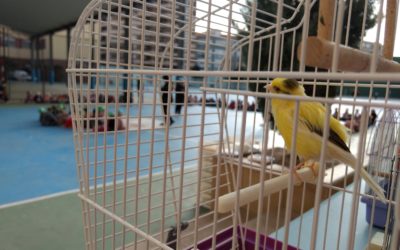 Hasta San Antón ¡fiestas son!…